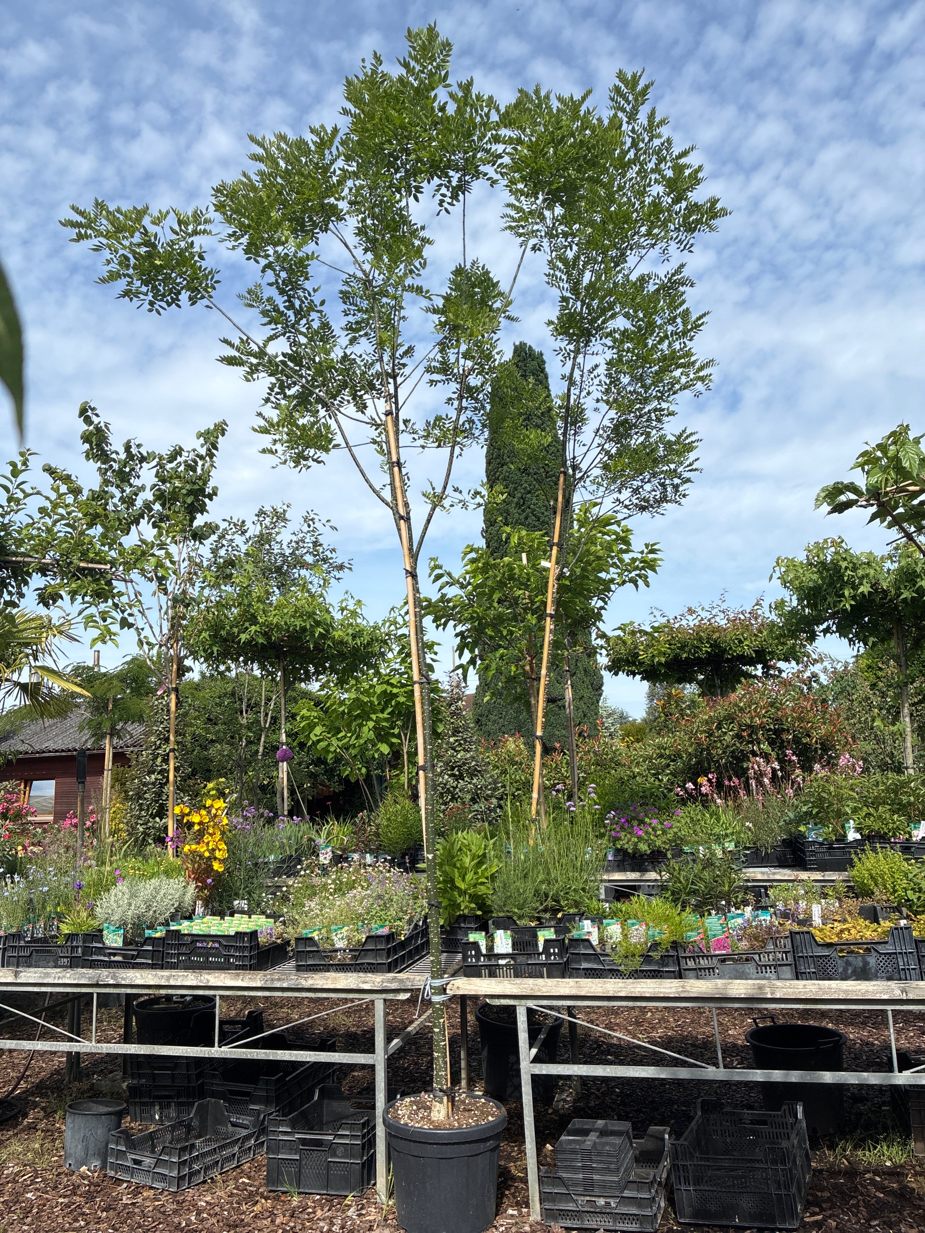 Schnurbaum / Sophora japonica